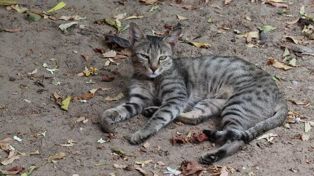 full body of A tabby cat lying in the garden with its eyes closed and cat sticking out her toe