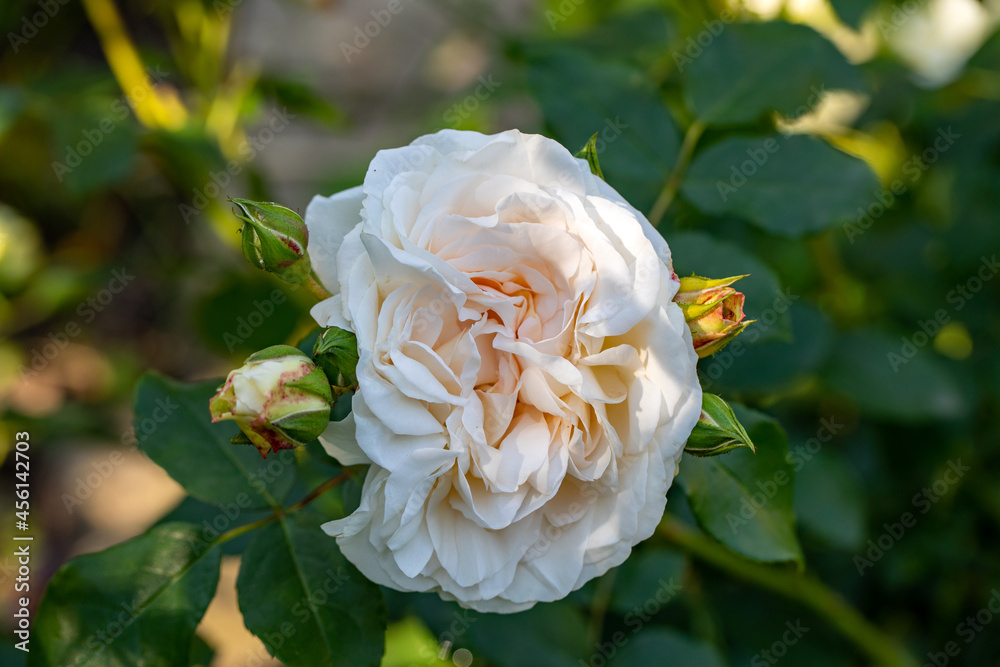 Sticker White Roses on the Branch in the Garden