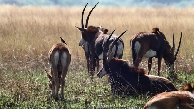 Wide shot of a herd of antelopes feeding and resting in the dry grassland of Botswana.