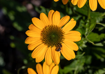 Flowers of  Echinacea - an herb stimulating the immune system