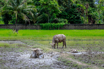 Obraz na płótnie Canvas Buffalo and cattle grazing at wet flood rice field