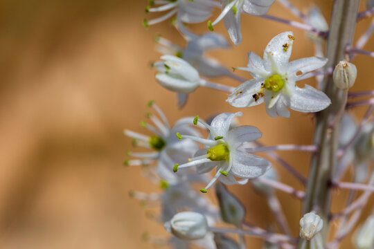 Macro view of the white squill flowers