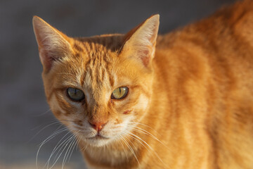 Portrait of a bright red cat with green eyes