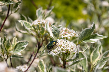 Käfer in den Blüten eines Hartriegels