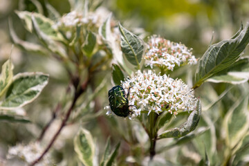 Käfer in den Blüten eines Hartriegels