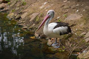 Pelican standing on the shore by the water. A large water bird with a long beak in its natural habitat.