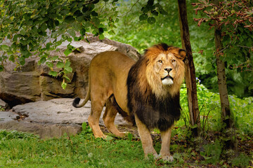 Animal world - Barbary lion  (Panthera leo leo) © Jiri Vanicek