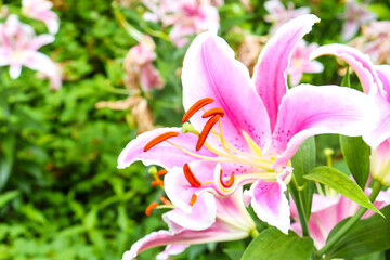 百合 ユリ 花 ゆり 桃色  美しい 綺麗 可憐 夏 日本 ピンク 花