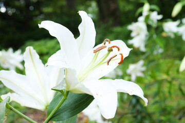 百合 ユリ 花 ゆり 白色 美しい 綺麗 可憐 夏 日本 森林 日本