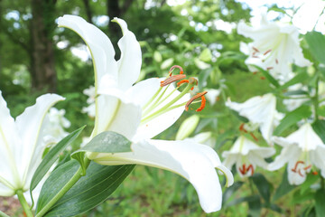 百合 ユリ 花 ゆり 桃色 白色 美しい 綺麗 可憐 夏 日本 大輪