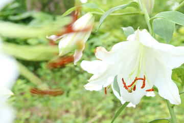 百合 ユリ 花 ゆり 桃色 白色 美しい 綺麗 可憐 夏 日本 森 