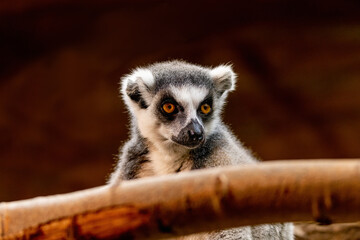 Animal World - Ring-tailed lemur (Lemur catta)