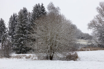 Winterwald in Bayern
