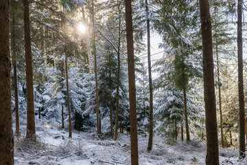 Winterwald in Bayern