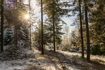 Winterwald in Bayern