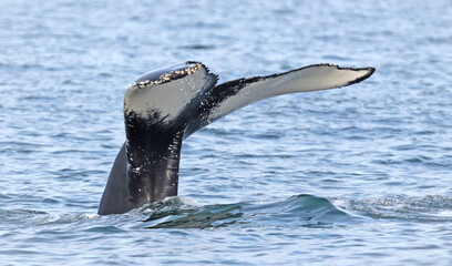Humpback whale on Iceland