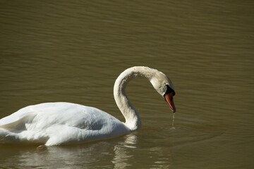 swans on the lake