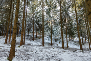 Winterwald in Bayern