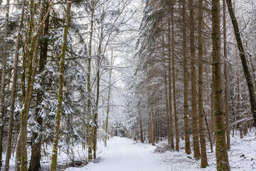 Fototapeta premium Winterwald in Bayern