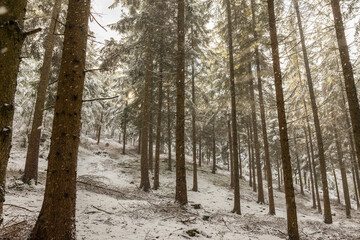 Winterwald in Bayern