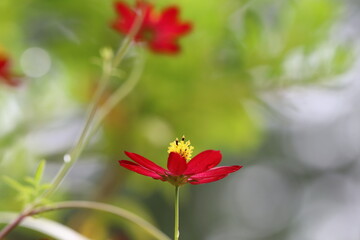 とても美しい赤いコスモスの花。