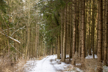 Winterwald in Bayern