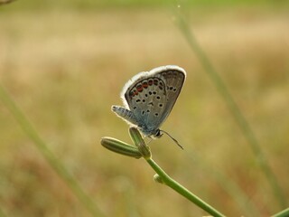 butterfly on a green grass