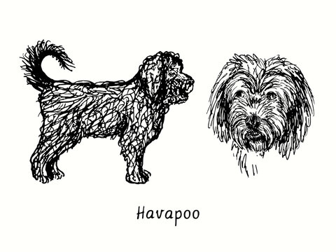 Havapoo (Poovanese, Havadoodle, or Island Mini Doodle) collection standing side view and head. Ink black and white doodle drawing in woodcut style.