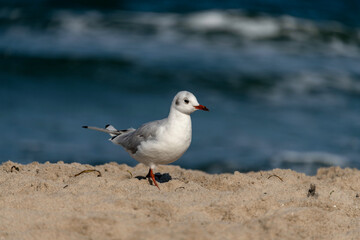Fototapeta premium Möwe mit roten Beinen und rotem Schnabel läuft in der Morgensonne im Sand an der Ostsee.