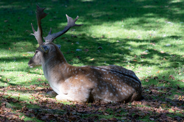 Male fallow deer sitting in the shade on a clearing