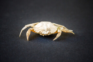 White crab on a black background