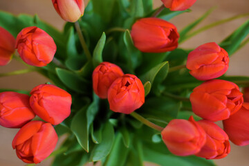 Obraz premium bouquet of red tulips