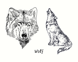 Wolf collection muzzle front view and sitting howling side view. Ink black and white doodle drawing in woodcut style.