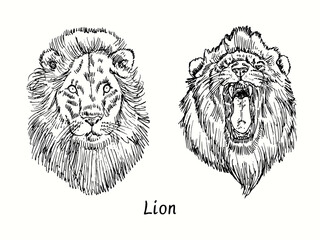 Lion calm and growling  muzzle front view. Ink black and white doodle drawing in woodcut style.