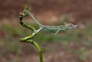 Veiled Chameleon extended their tongue to catch flies as their natural prey.