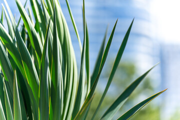 Abstract of narrow sharp leaves on a blurry background of a large house