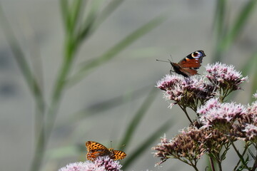 Schmetterlinge