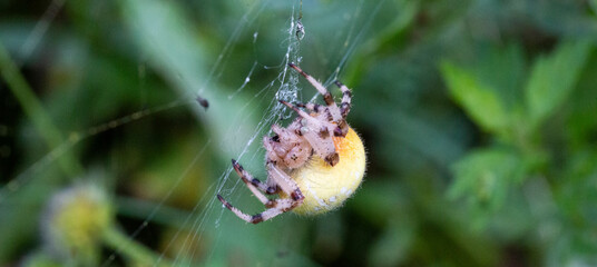 on a cross spider, also called european garden spider, diadem spider or pumpkin spider