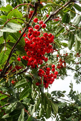 Close up of rowan tree with bunch of orange, red berries on branches. Many green leaves around. Autumn of fall mood. September 2021. Estonia, Europe