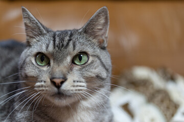 見つめる猫　サバトラ猫