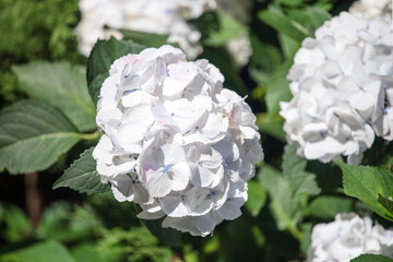 Flower of Hydrangea macrophylla. White flowers and leaves of hydrangea. Close-up.
