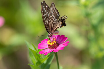 Fototapeta na wymiar 花にとまるアゲハチョウ