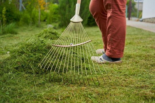 rake the grass in the yard,woman with a rake working in the yard