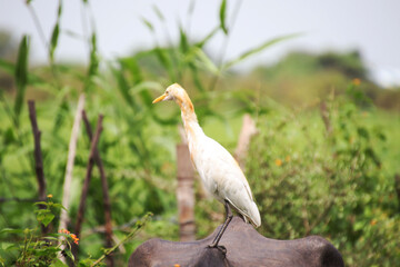 white heron sitting on a buffalo and looking 