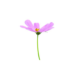 Light pink mexican aster flower ( cosmos ) with yellow pollen blooming and green stem isolated on white background , clipping path