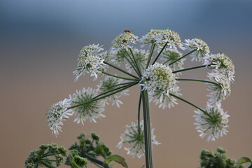 Riesen-B&auml;renklau