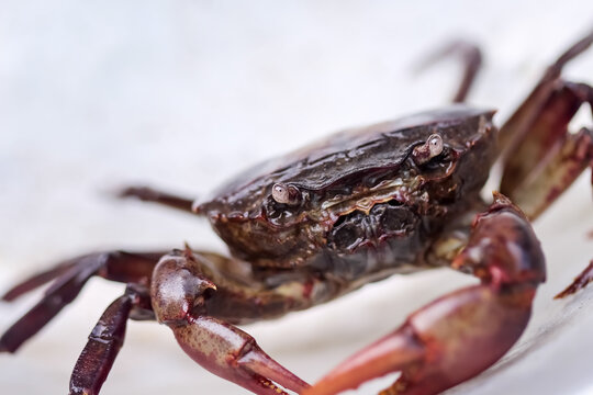 Close up rice field crabs or sayarmia freshwater on white background