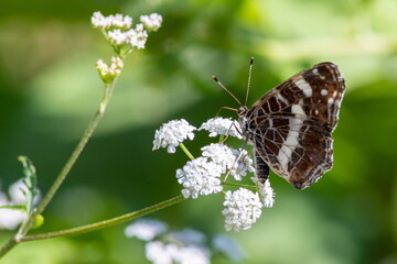 Fototapeta premium butterfly on a background of green grass in the summer day