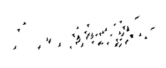 A flock of flying birds. Vector illustration