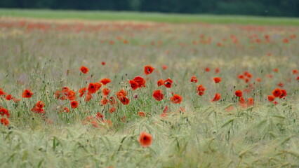 Mohnblumen Getreidefeld